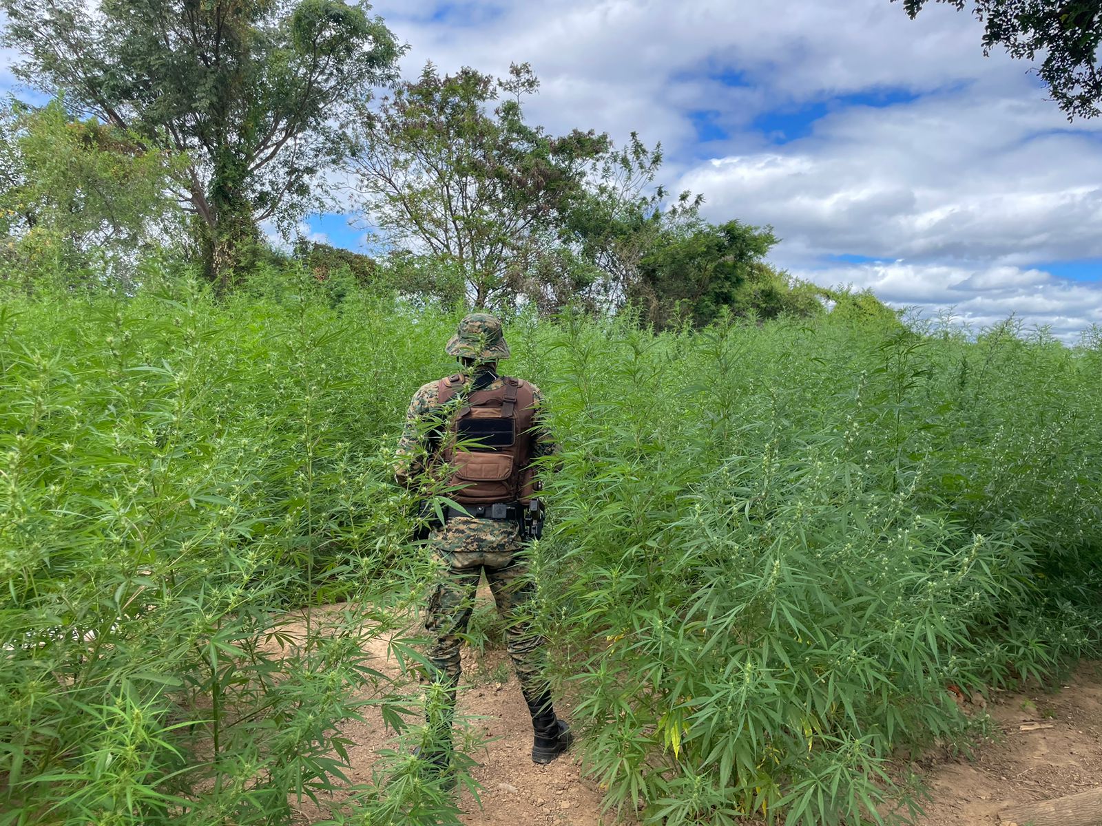 Operação policial desvenda plantação de maconha à beira do Rio São