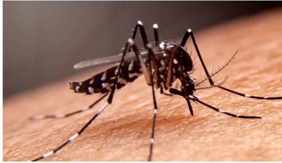 dengue na bahia