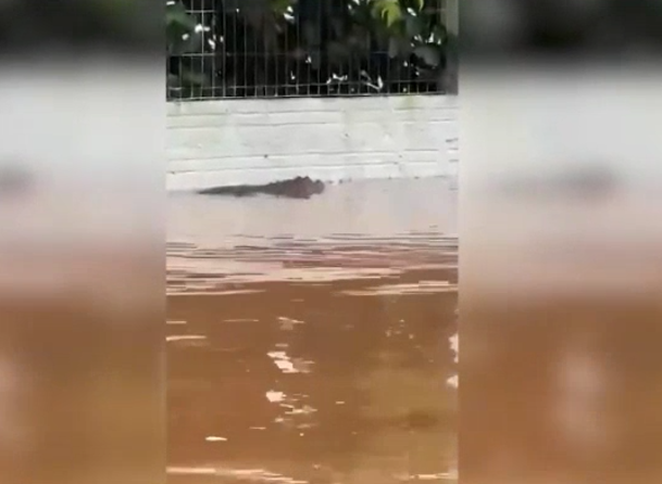 um crocodilo nadando em um corpo de água